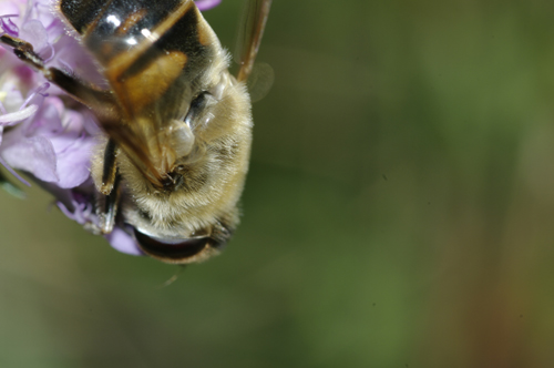 Eristalis tenax